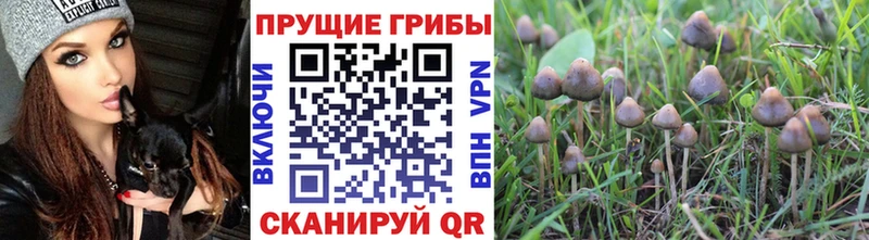Галлюциногенные грибы Psilocybe  Домодедово 